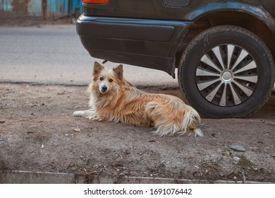 Street Dog Sits Near The Car