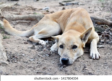 331 Bony dog Images, Stock Photos & Vectors | Shutterstock