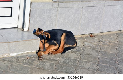 A Street Dog Sleeps On The Step Shops Lit By The Winter Sun.