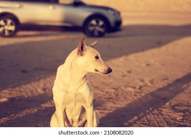 A Street Dog In Sunlight With A Car On The Background.