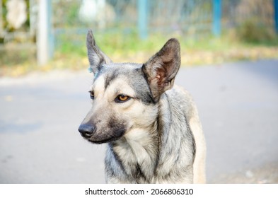 Street Dog With Tag About Sterilization And Rabies Vaccination. Portrait Of Homeless Gray Dog. Concept Of Sterilization Of Stray Animals. Humane Country.