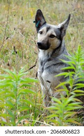 Street Dog With Tag About Sterilization And Rabies Vaccination Looking At The Camera. Portrait Of Homeless Gray Dog. Concept Of Sterilization Of Stray Animals. Humane Country.