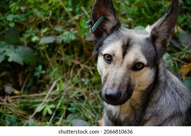 Street Dog With Tag About Sterilization And Rabies Vaccination Looking At The Camera. Portrait Of Homeless Gray Dog. Concept Of Sterilization Of Stray Animals. Humane Country.