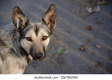 Street Dog With Tag About Sterilization And Rabies Vaccination Looking At The Camera. Portrait Of Homeless Gray Dog. Concept Of Sterilization Of Stray Animals. Humane Country.