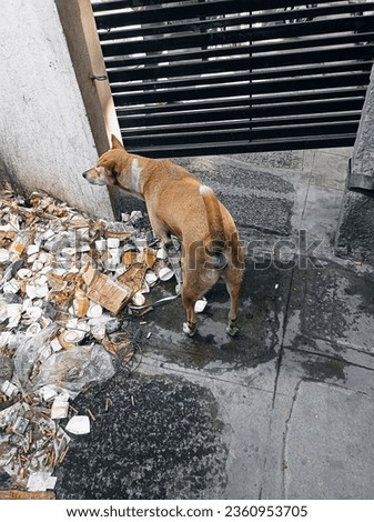 Street dog .The dog searching food in to the carnage waste 