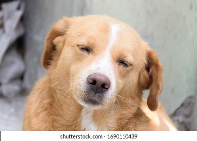 Street Dogs Of India, Golden Street Dog Drooling, Dog Blinking His Eyes, Expressive Dog