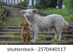 street dogs at railtrack in srilanka upcountry 