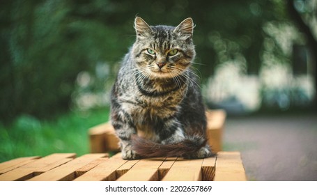 A street fluffy cat is sitting on a bench looking at the camera. Blurred background. A homeless fluffy cat on a bench.