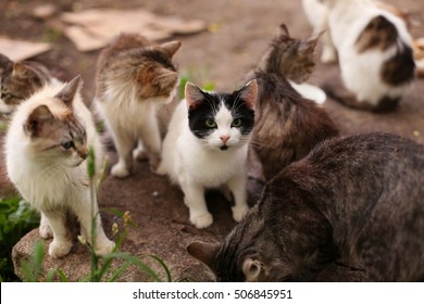 Street Homeless Cat