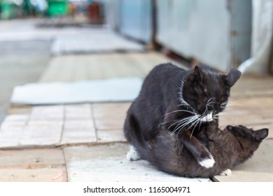 street kitten playing with his mom
