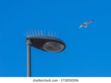 Street Lamp With Bird Repellent Pigeon Spike