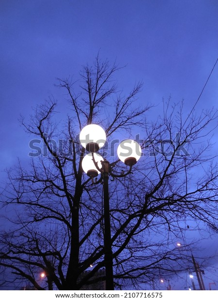 A street\
lamp with three bright round lamps against the background of the\
evening sky and the silhouette of a\
tree.