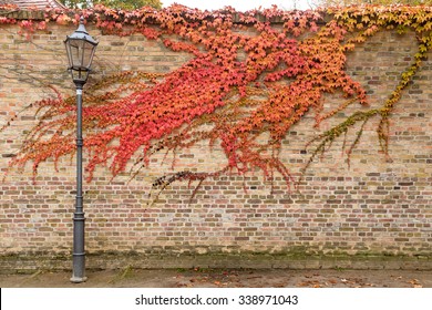 Street lantern in front of brick wall with grape vine red leaves in old town of Werder (Havel), Potsdam, Germany - Powered by Shutterstock