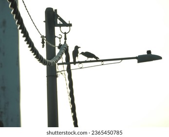 a street light with bird  - Shutterstock ID 2365450785