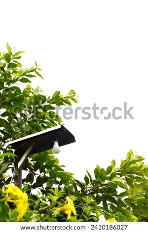 The street lighting lamps are round, have wooden poles with golden trumpet flower plants or Allamanda cathartica which are flowering and growing well under them