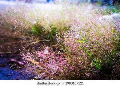 street little beautiful flowers on pathwalk, violet white green colors, use for background - Shutterstock ID 1980187121