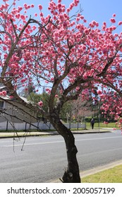 Street In Moss Vale, Cherry Blossom Tree, 20th September 2020