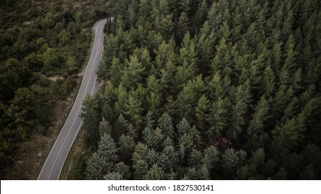 Street Near Forest Trees In Italy .JPG