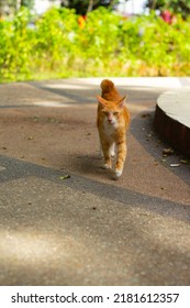 A Street Orange Cat Who Suffers From Cat Scabies Disease On His Skin And Fur