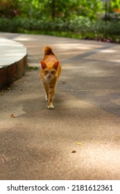 A Street Orange Cat Who Suffers From Cat Scabies Disease On His Skin And Fur