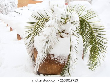 A street palm tree i sin a pot covered with snow in winter. The theme of natural anomalies and cataclysms. The topic is the consequences of global warming.