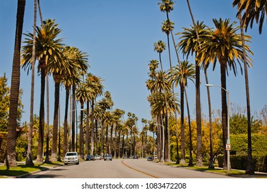 Street With Palms In Beverly Hills