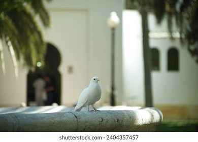Street passage of a pigeon in a park