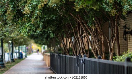 Street pathway and sidewalk with gate on side and tree canopy of trees/Sidewalk Tree Canopy 