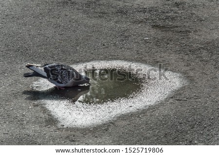 Image, Stock Photo dark duck Animal 1 Black