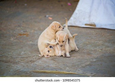 Street Pups Have A Gala Time At Gangaur Ghat In Udaipur, India.