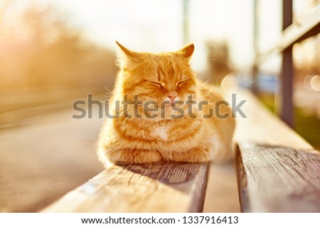 street red cat basking in the sun