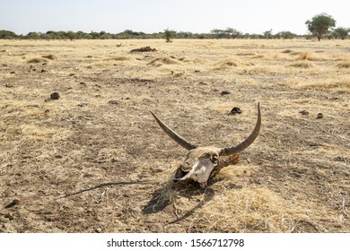 A Street Scene With A Cattle Skull, Sahara Desert, Chad, Africa