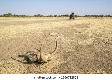 A Street Scene With A Cattle Skull, Sahara Desert, Chad, Africa