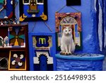 street and souk cats in Morocco, North Africa