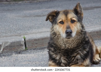 street stray dog lying on the asphalt on the road. High quality photo - Shutterstock ID 2241067731