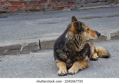 street stray dog lying on the asphalt on the road. High quality photo - Shutterstock ID 2241067733