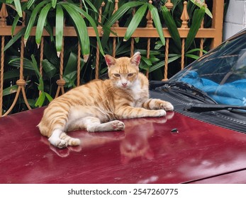 A street striped cat was looking at me warily as I took a photo of him resting on top of a red car hood parked in front of a house with an orange fence. - Powered by Shutterstock