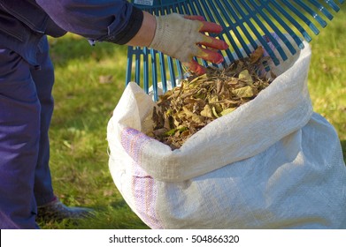 Street sweeper cleaning a lawn from dead leaves using a fan rake. Caretaker puts a pile of fall leaves in a big sack. Raking leaves on the lawn. - Shutterstock ID 504866320
