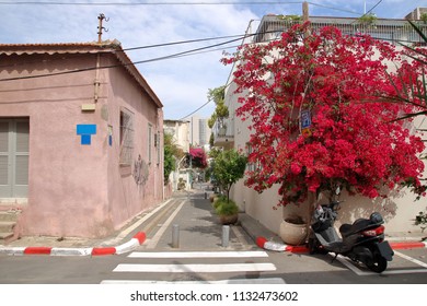 Street In Tel Aviv, Israel, Spring Time,  Houses, Motorbike And Richly Blooming Bougainvillea Flower Bush In Small Town, Sunny Weather