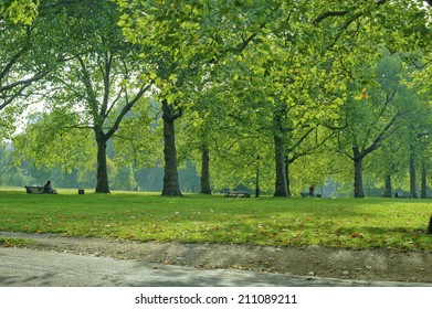 Street Trees Of Green Park