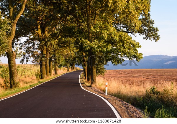 Street with trees on both sides through\
countryside fields near Broumov in Czech Republic. Black asphalt\
road with white borders.