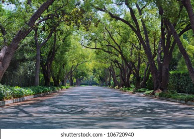 Street In Upscale Neighborhood Covered With Arched Tree Branches