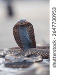 Street view of Cobra snake charmer used as a photo prop at Jemaa el-Fnaa in the Old Town Medina area of Marrakech, west Morocco 