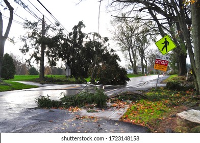 Street view of fallen tree on road and hanging in electricity cables in Old Greenwich, CT, USA, after heavy storm