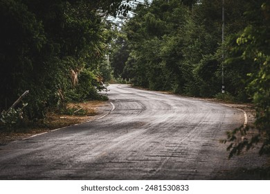 Street view, trees on the side of the road, green trees, no cars on the road, traffic. - Powered by Shutterstock