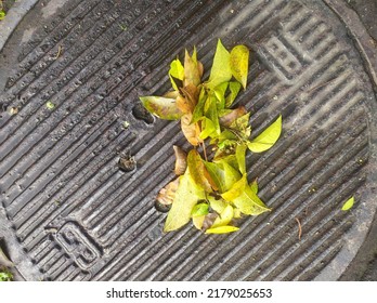 Street Water Drain Cover With Leaves. Debris Blocks Rainwater Runoff, Clogged Sewer Flooding Across Road After Rain. Leafs Clogs Water Drainage. Autumn Foliage Clogged Storm Drain, Sewer