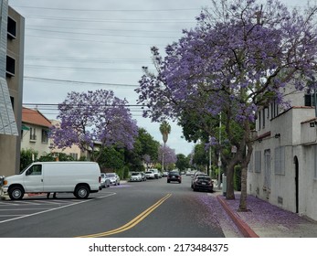 A Street In West Hollywood Dotted With Pink Flowers From Trees 