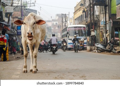 Streetlife Cow In Varanasi India 