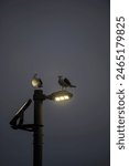 The streetlight is on and two seagulls are sleeping above it.