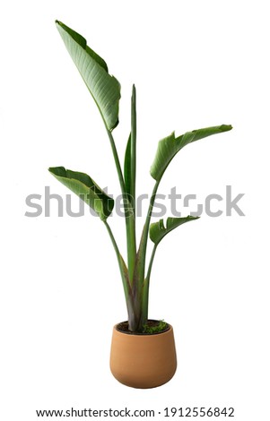 strelitzia augusta in pots. House plant isolated on white background